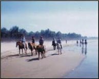 horse back riding, horse riding, Mazatlan Horse Backriding, horse back riding, horse riding, Mazatlan Horse Backriding