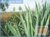 Tequila Tour - Agave Tour - Mazatlan tours - Mazatlan Activities