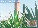 Tequila Tour - Agave Tour - Mazatlan tours - Mazatlan Activities